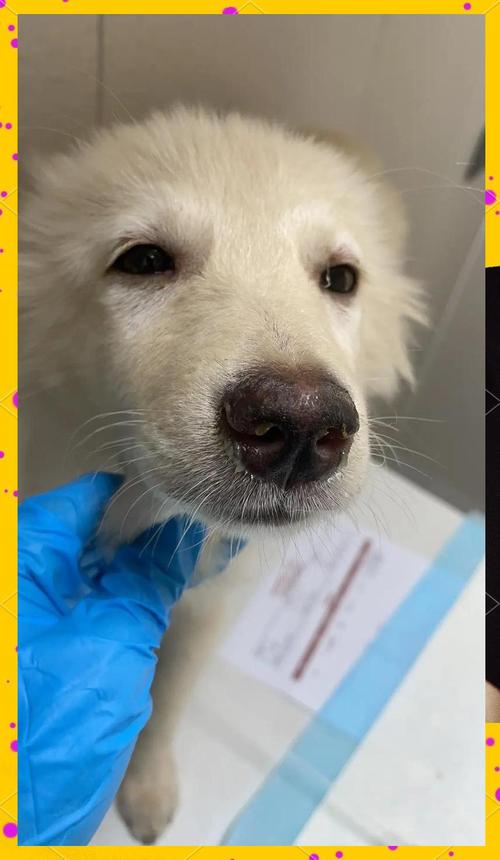 狗狗得了冠状病毒有哪些症状?