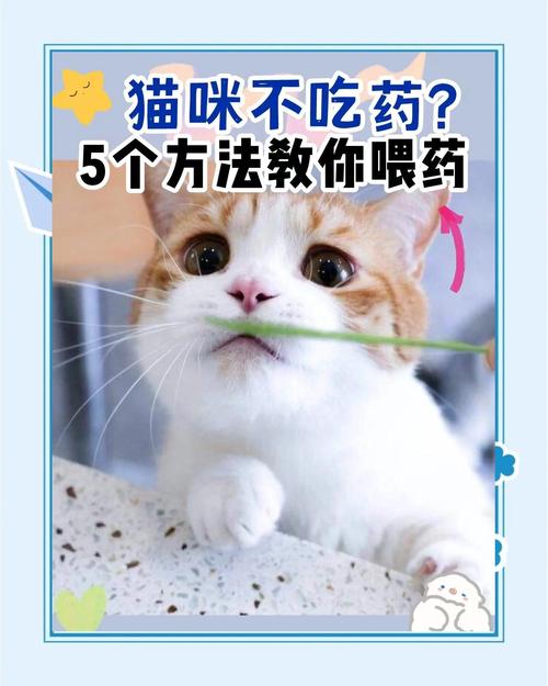 喂猫吃药片最简单办法