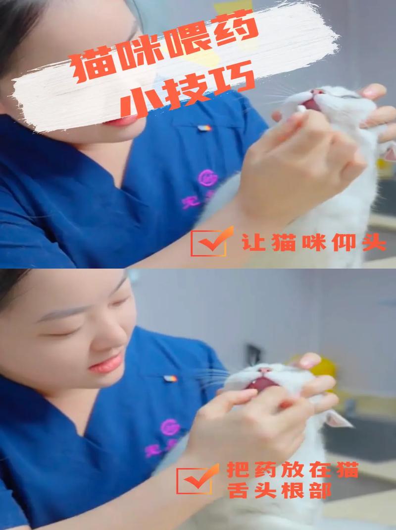 怎么喂猫咪吃药?