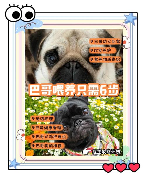 巴哥犬该如何喂养?