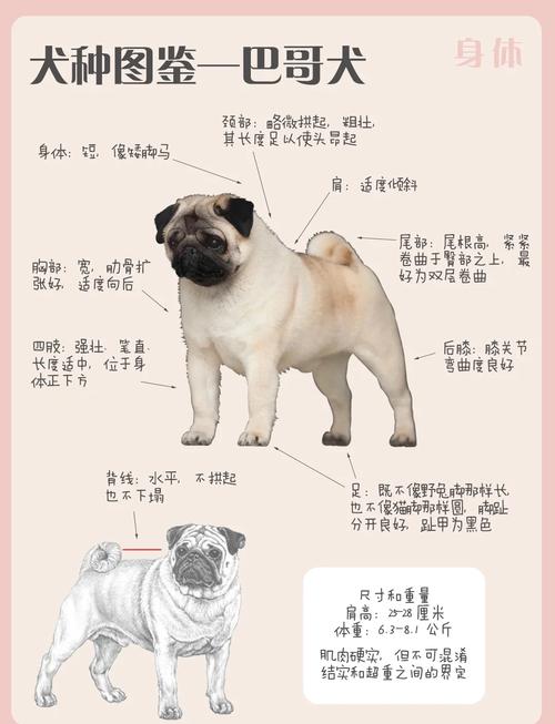 一个月左右的巴哥犬要怎么喂养
