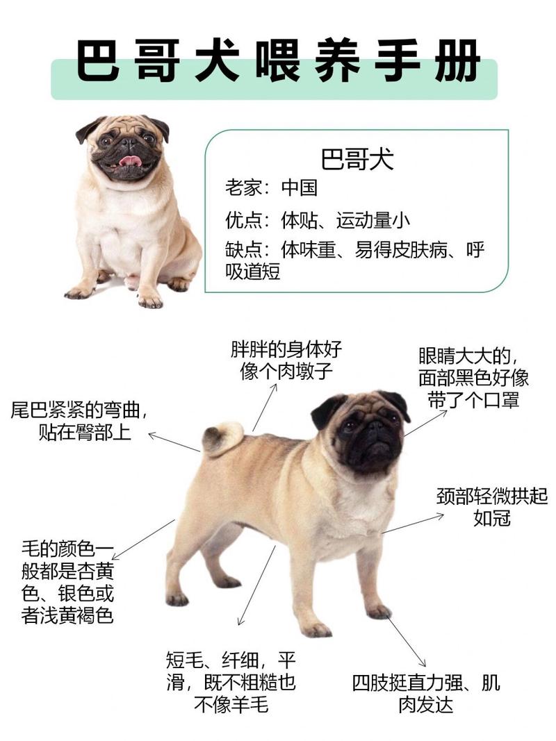 巴哥犬的喂养方法
