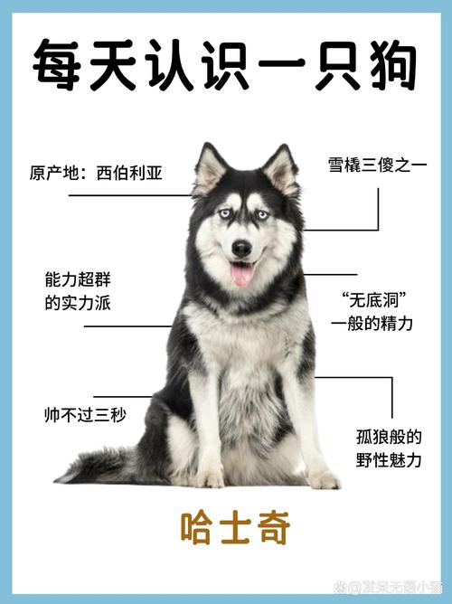 哈士奇的特点