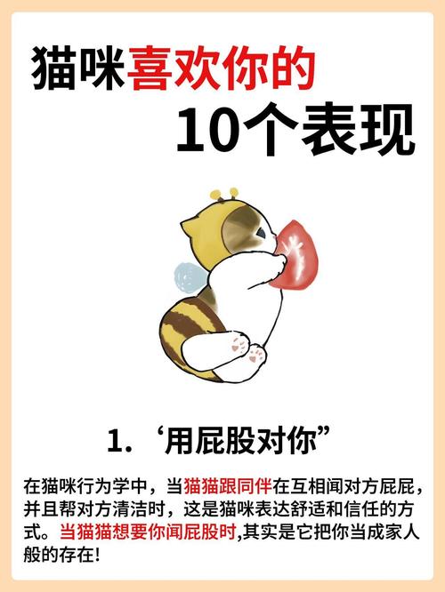 猫咪喜欢你的八种表现