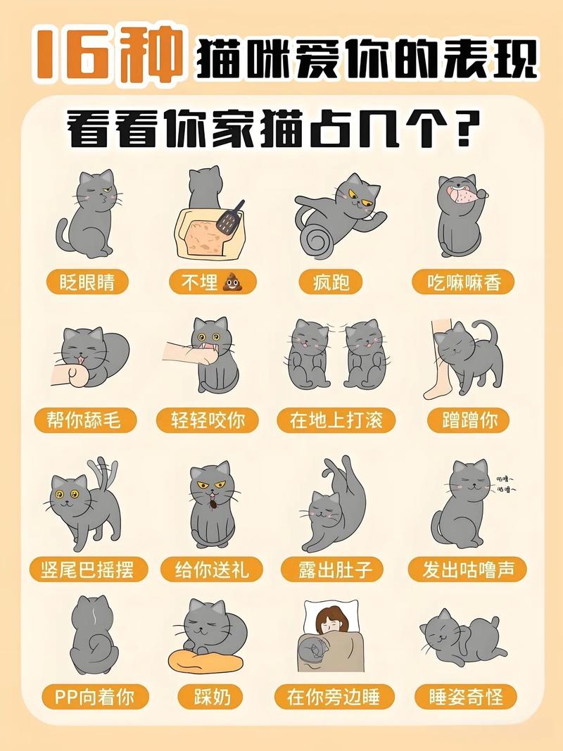 猫咪喜欢你的8种表现,测试你猫缘的时候到了