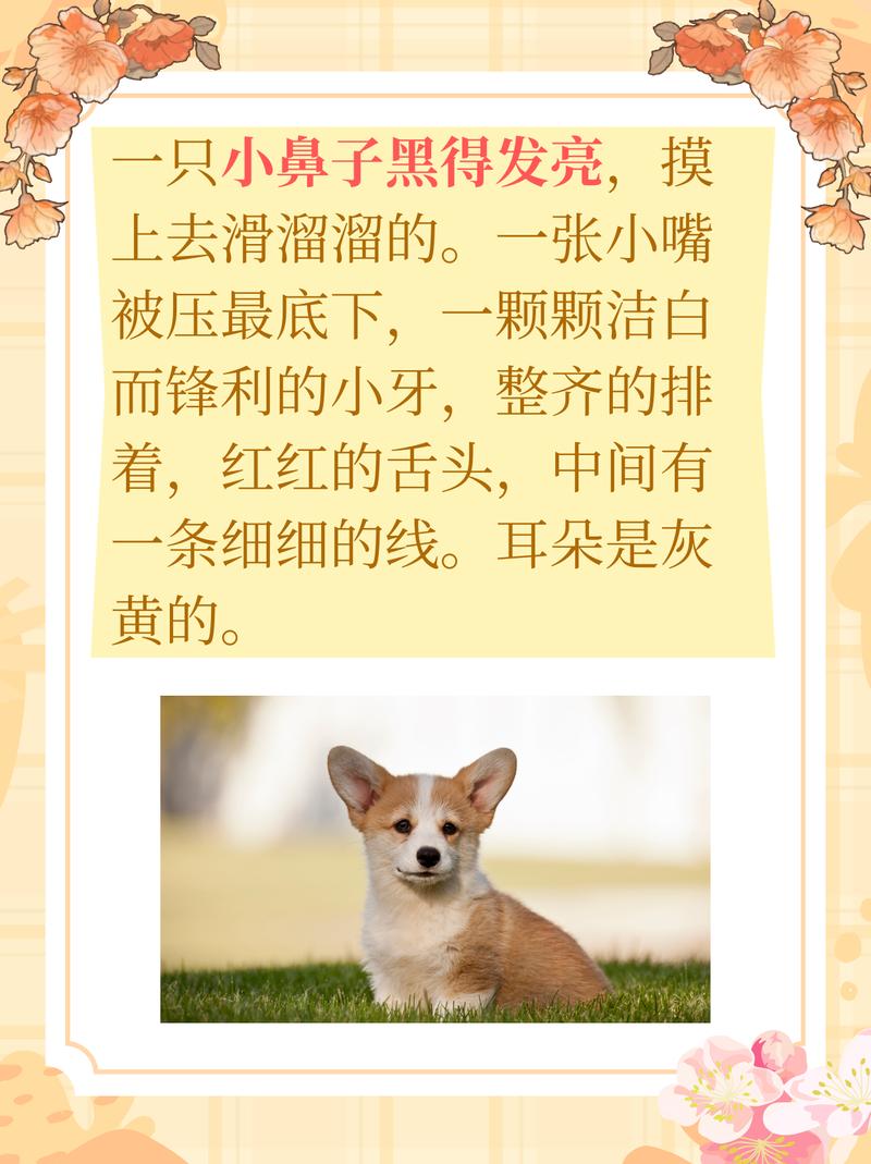 用说明方法写小动物100