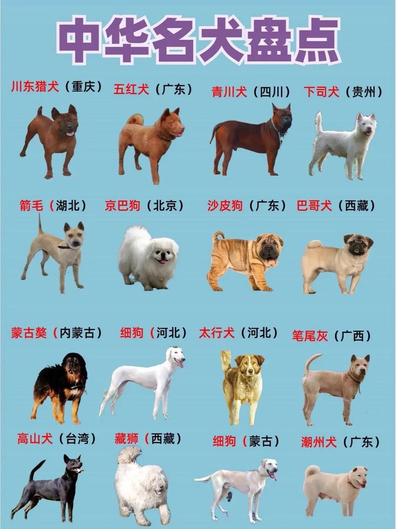 100元一只西施犬，西施犬多少钱一条？