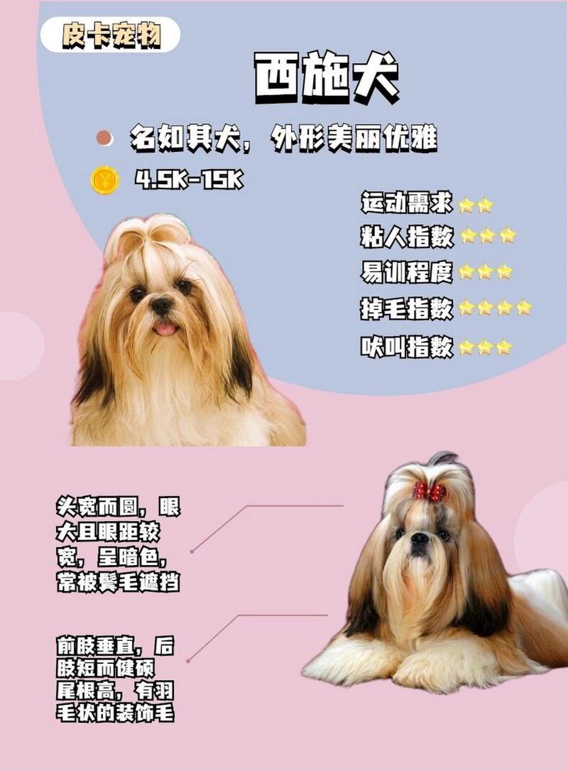 蝴蝶犬与西施犬杂交一般多少钱