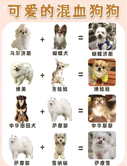 养西施犬一个月要多少钱
