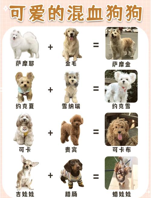 西施犬做造型多少钱一次