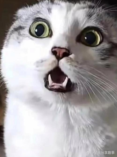 猫看见什么颜色害怕