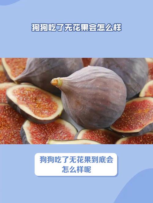 狗狗能吃无花果不