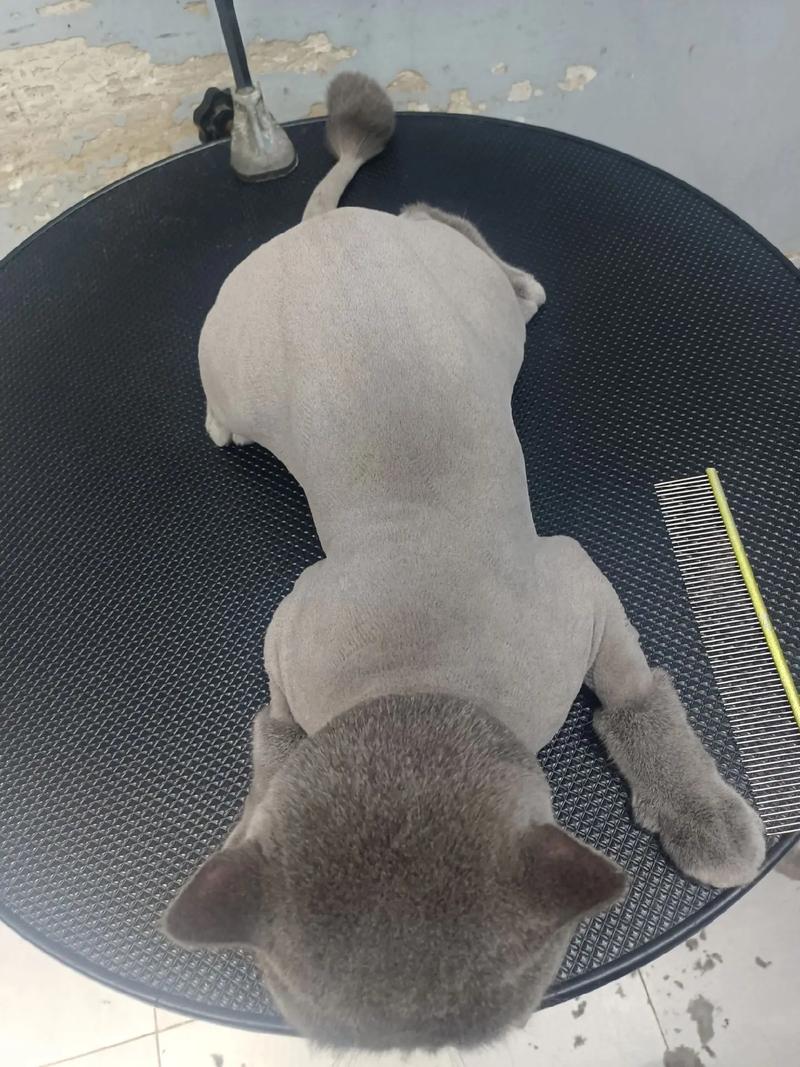 给猫剃完毛要注意什么
