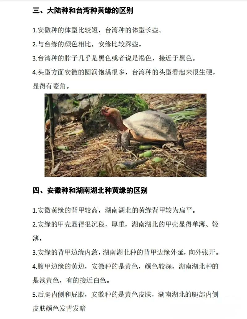 黄缘闭壳龟分为几种，黄缘闭壳龟有几种？