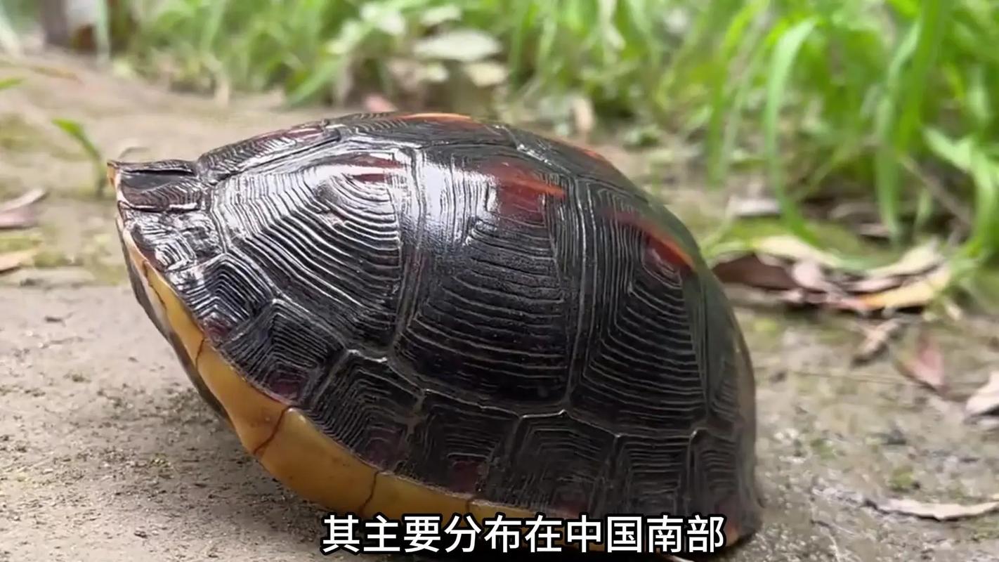 黄缘闭壳龟的亚种分类