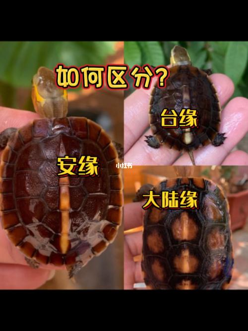 黄缘闭壳龟怎么闭壳