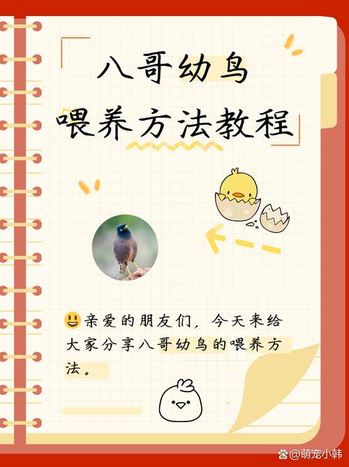 关于八哥鸟喂养方法