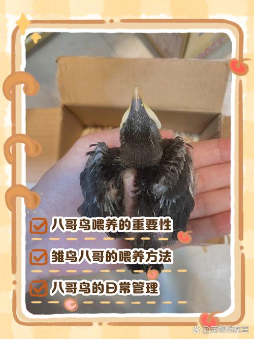 八哥雏鸟的饲养方法有哪些呢?