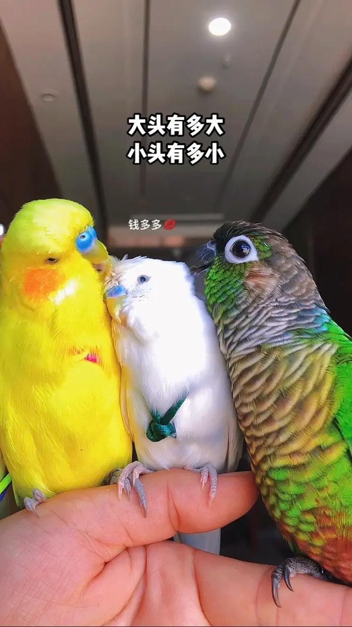 虎皮鹦鹉说话的几率有多大