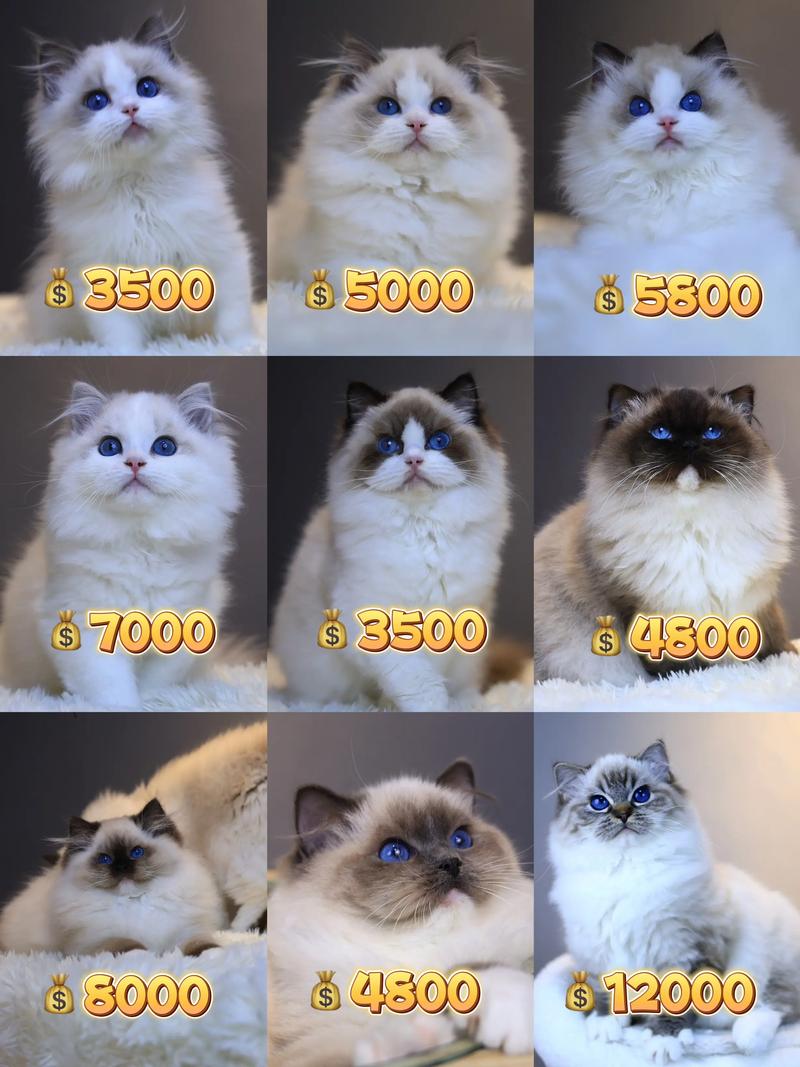 世界上有哪些很昂贵的宠物猫品种?