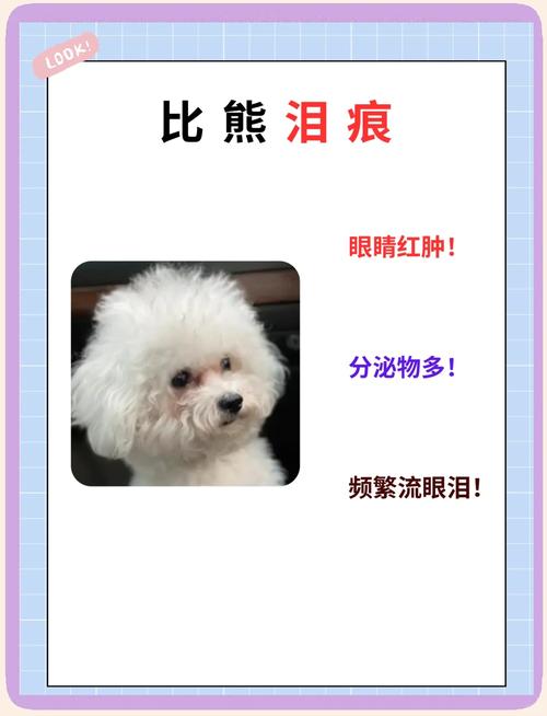 狗狗有泪痕,什么眼药水管用?