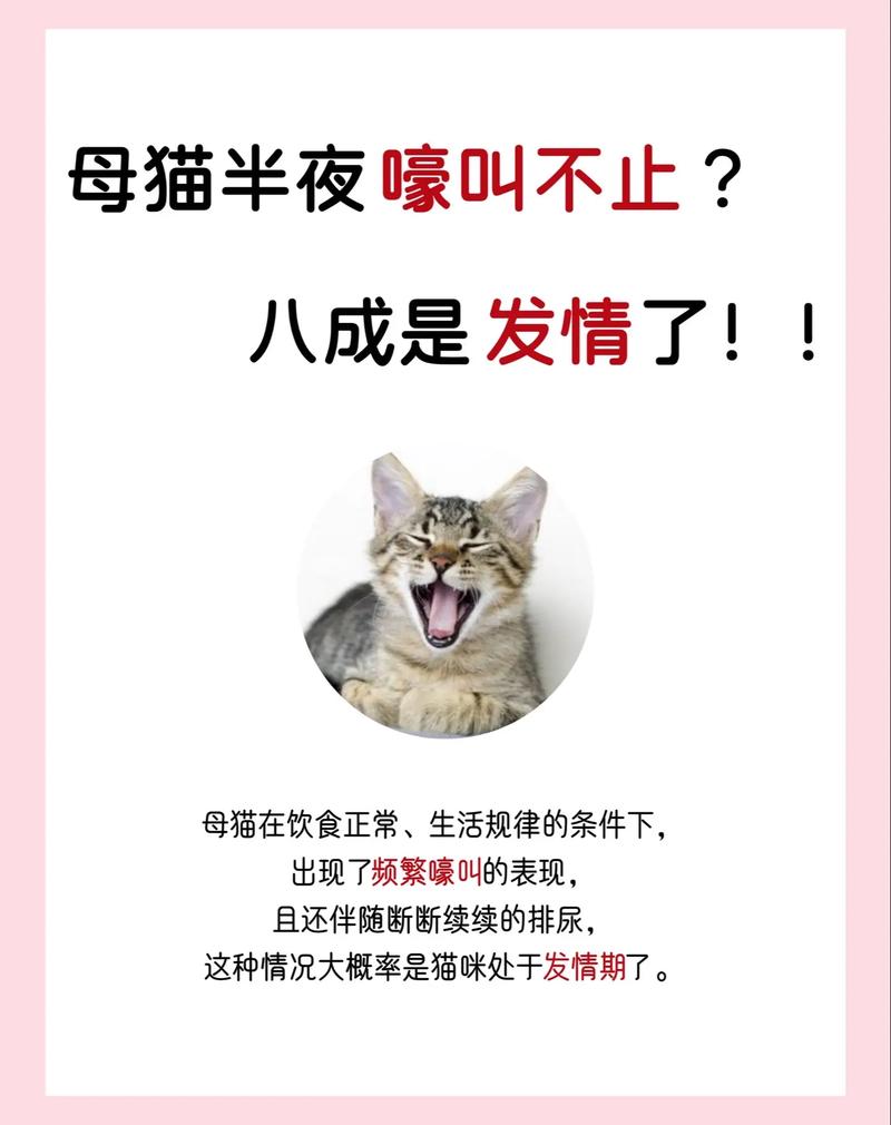 猫晚上不睡觉乱叫怎么办