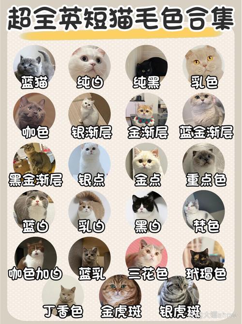 猫咪是否
色盲