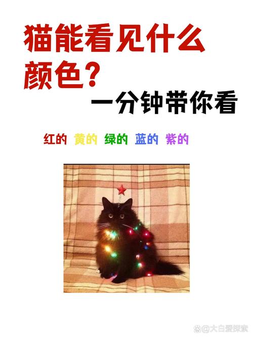 猫咪分辨不出什么颜色