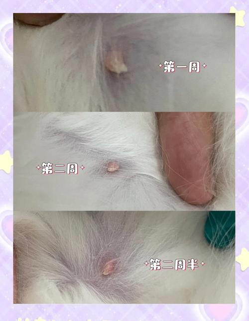 母猫怀孕一个月有什么症状