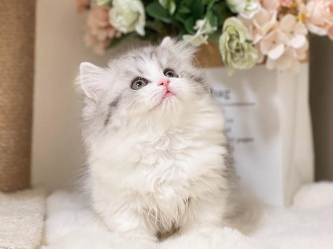 猫咪怕冷的表现，猫咪怕冷是生病了吗？