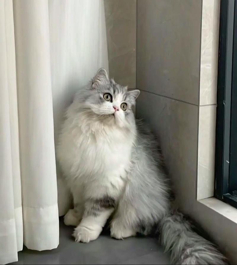 猫冷了会自己找暖和的地方吗