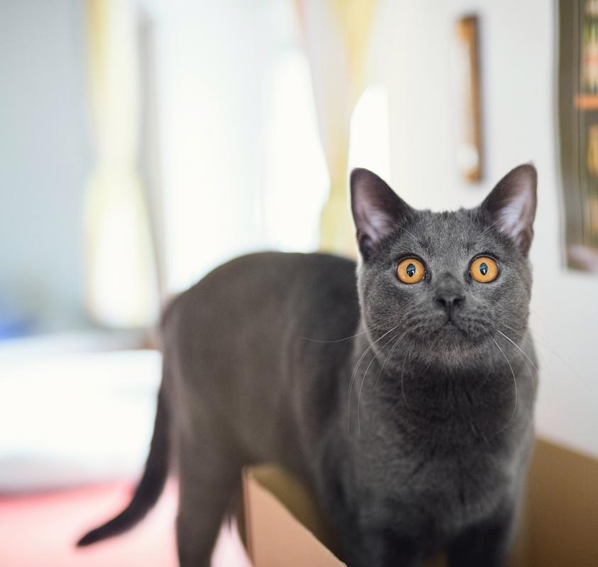 卡尔特猫怕冷会有哪些表现?