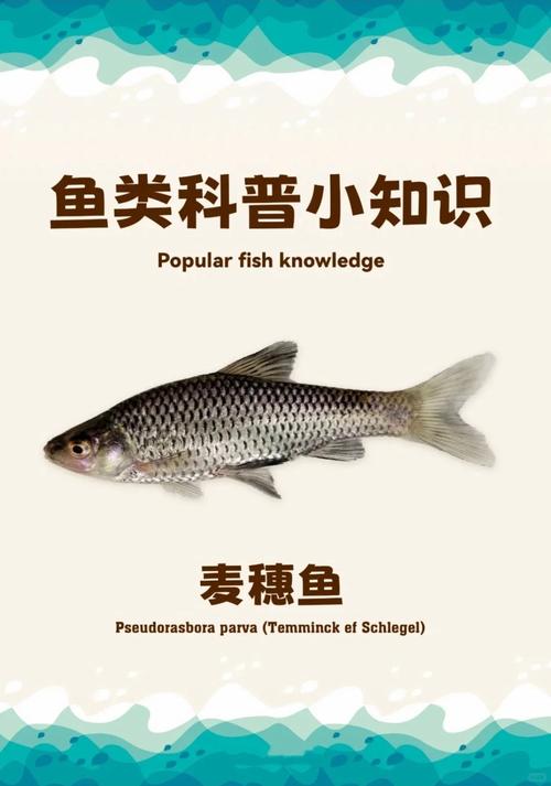 知乎封闭小鱼缸适合养什么鱼