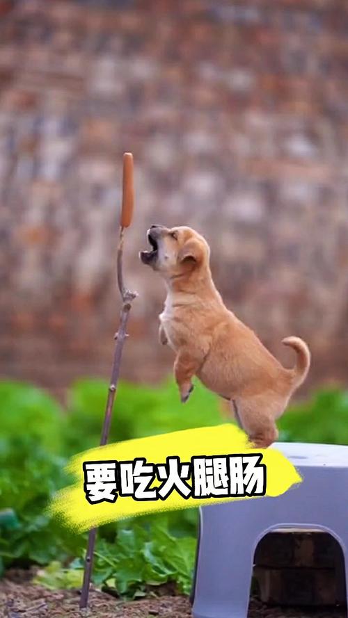 狗狗可以吃香肠吗，狗能吃香肠不？