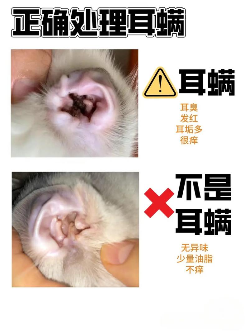 猫咪得耳螨怎么办，猫咪得耳螨怎么处理？