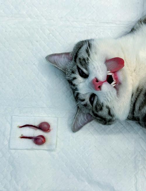 猫咪绝育前后注意事项，猫咪绝育前后注意事项有哪些