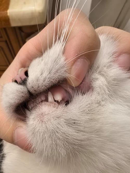 猫的尖牙断了怎么办?