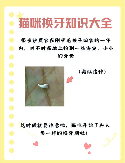 1岁小猫的尖牙断了半截怎么办