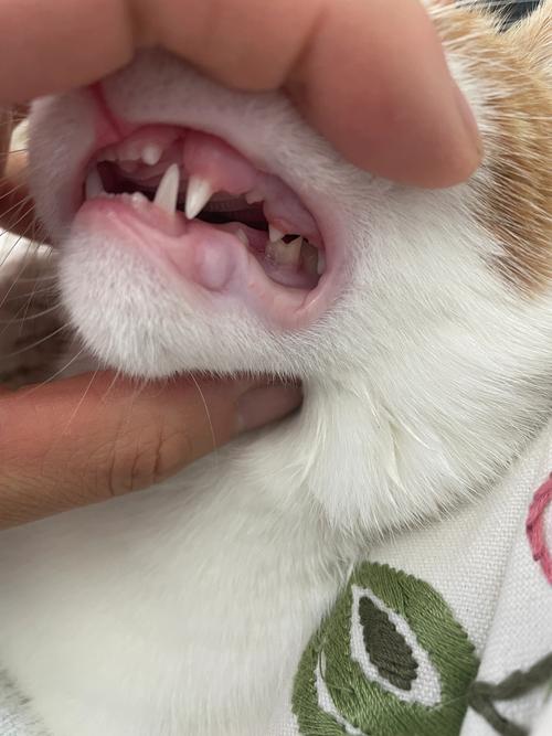 猫咪尖牙断了该怎么办?