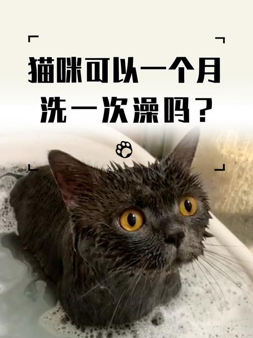 小猫多久可以洗澡?