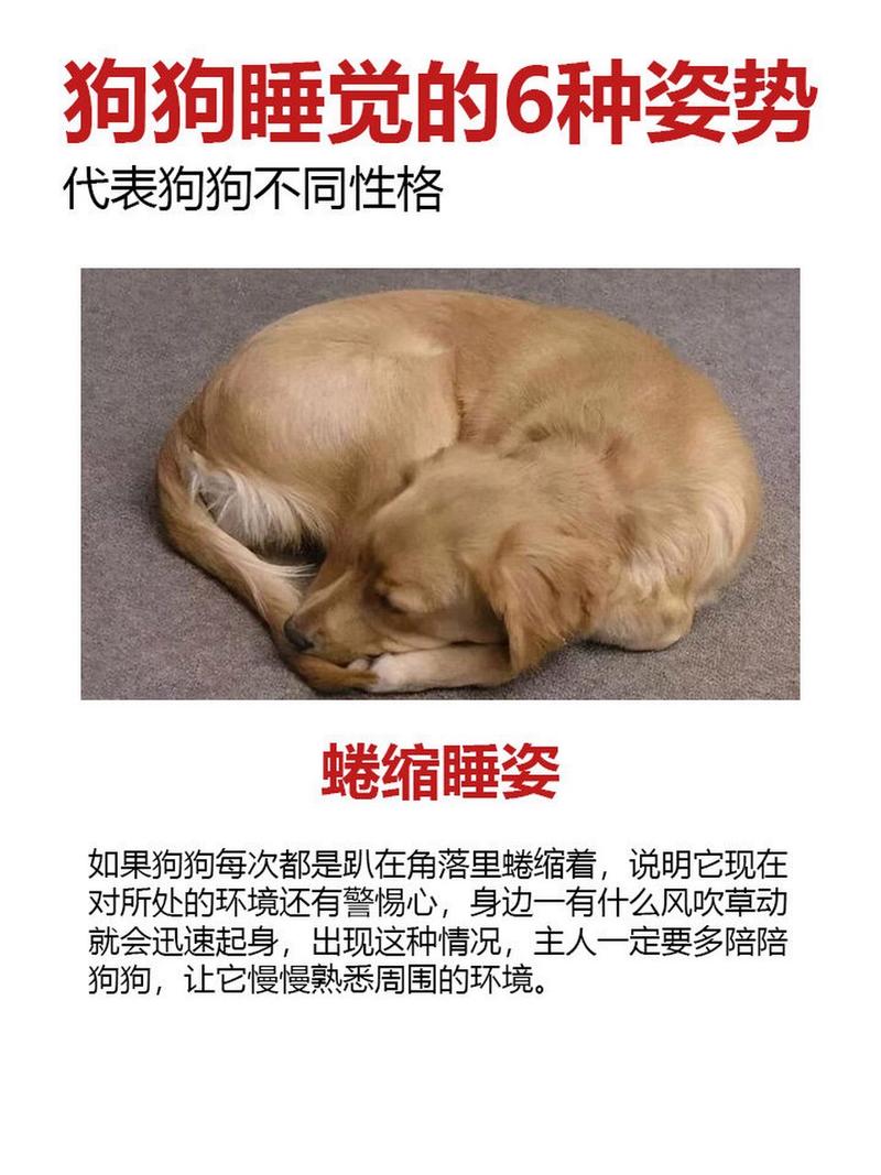 狗狗蜷缩睡觉什么原因