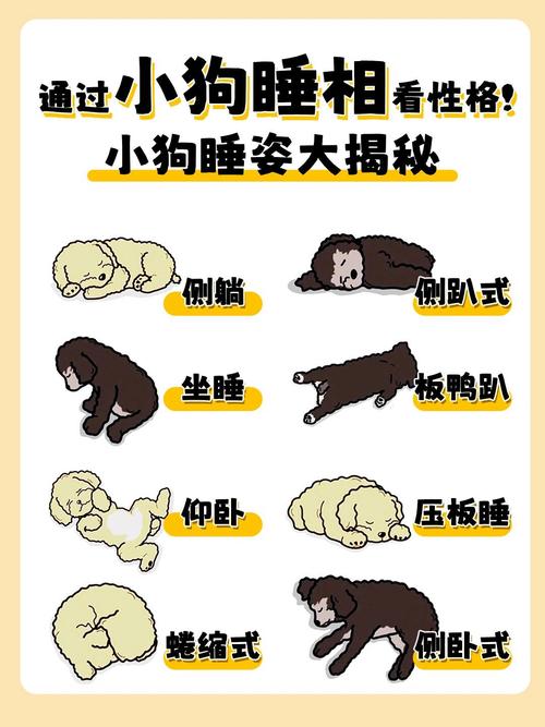 狗狗睡觉为什么要把自己蜷缩起来啊?