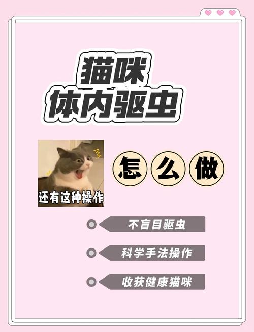 猫咪体内驱虫药怎么喂?