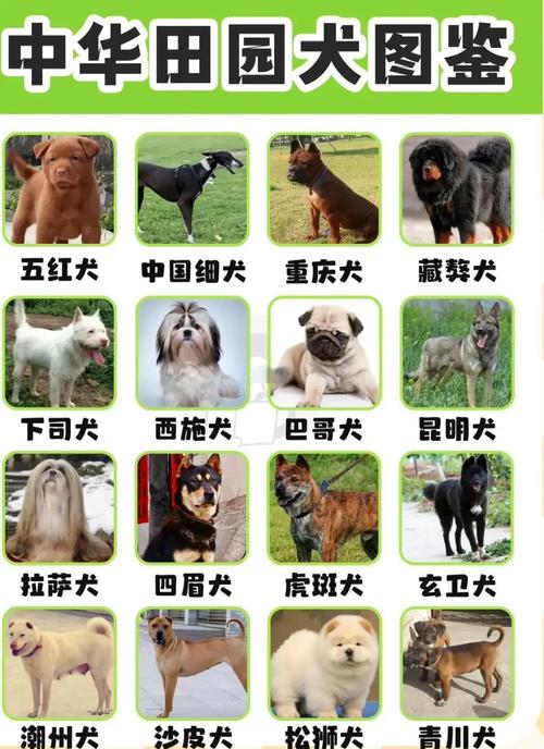 常见的9种“中华田园犬”,全认识的,说明你很厉害