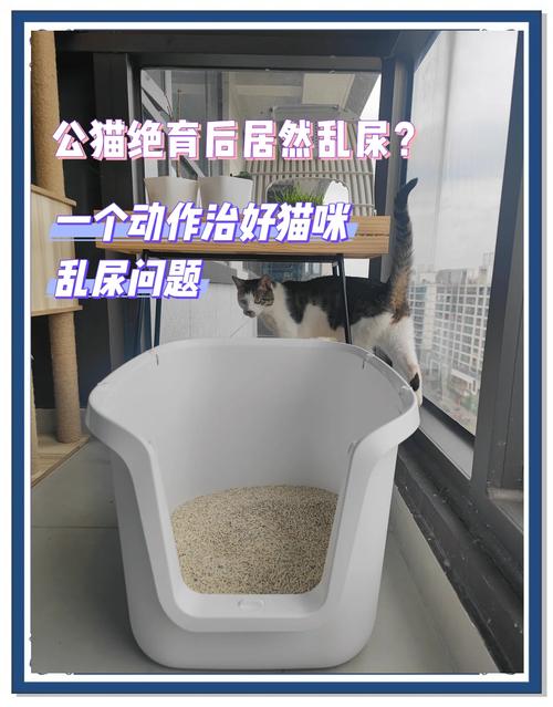 公猫突然乱尿