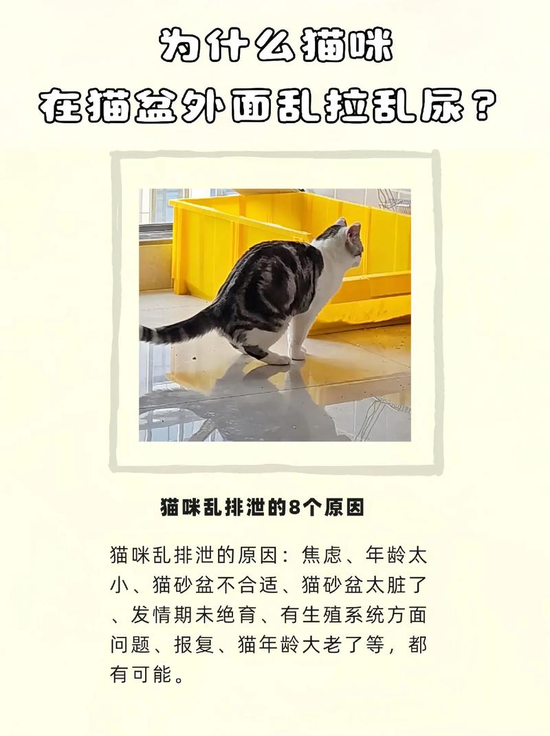 猫咪为什么会突然乱尿?