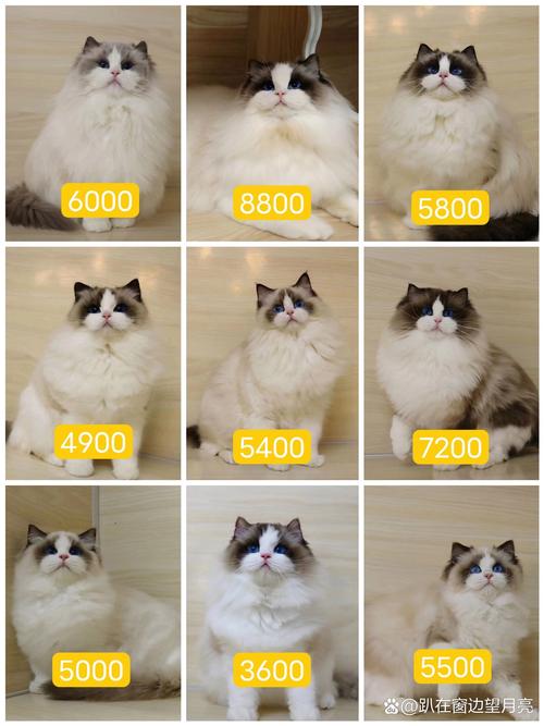 豹猫是几级保护动物