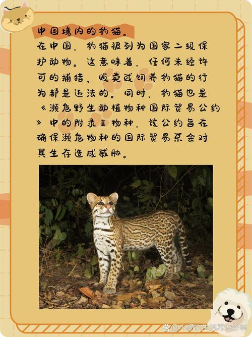 豹猫种群现状
