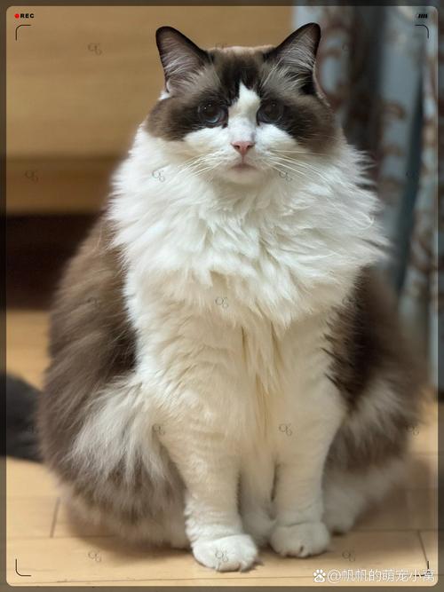豹猫属于保护动物吗