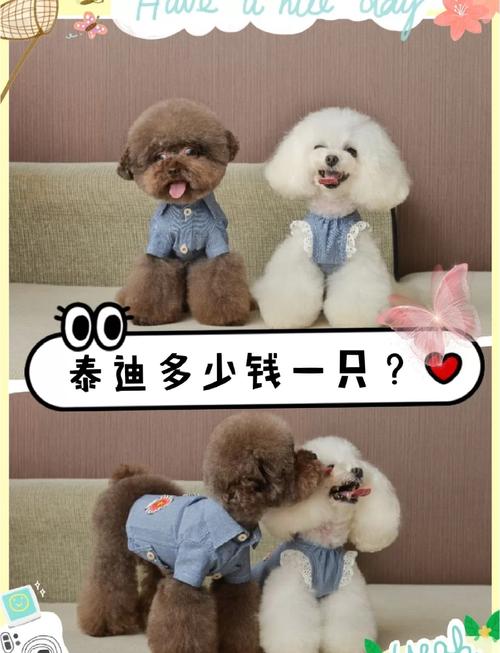 贵宾一只多少钱
